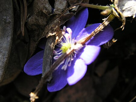 Anemone hepatica