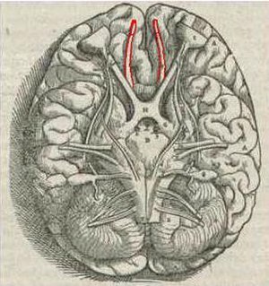 Vesalius' Fabrica, 1543. Human Olfactory bulbs and Olfactory tracts outlined in red