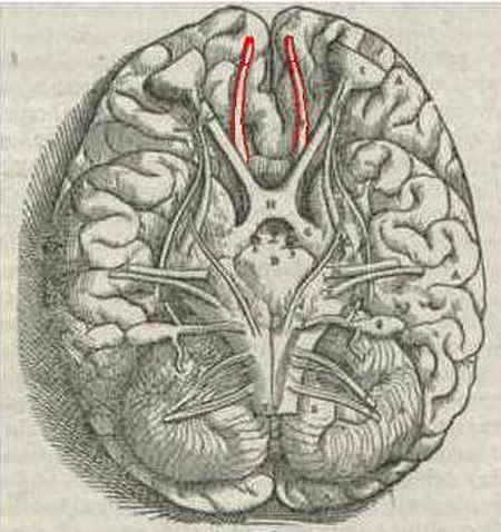 ไฟล์:1543,Vesalius'OlfactoryBulbs.jpg
