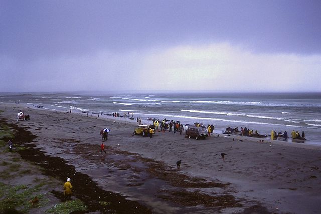 The Town Beach whale stranding, 1986.