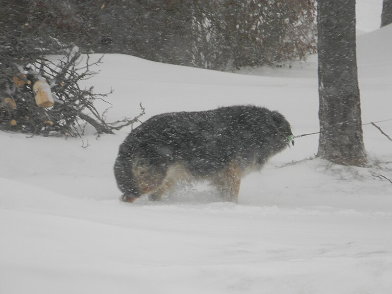 File:1Dog in Winter in Waterdown 2014.JPG