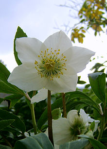 220px-2006-12-18Helleborus_niger06.jpg