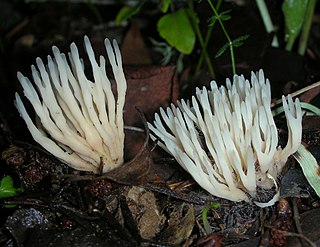 <span class="mw-page-title-main">Tremellodendropsidaceae</span> Order of fungi