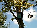 Amsel im Flug Common Blackbird on the wing