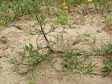 Immature specimen of Kali tragus, with juvenile foliage. Young plants are edible. 20120624Salsola tragus4.jpg