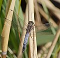 Großer Blaupfeil - Orthetrum cancellatum, Männchen