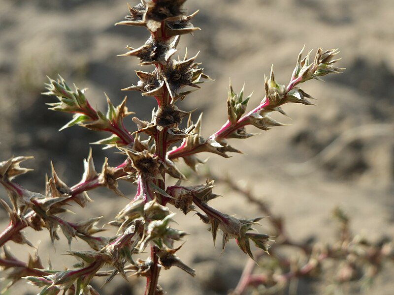 File:20151003Salsola tragus01.jpg