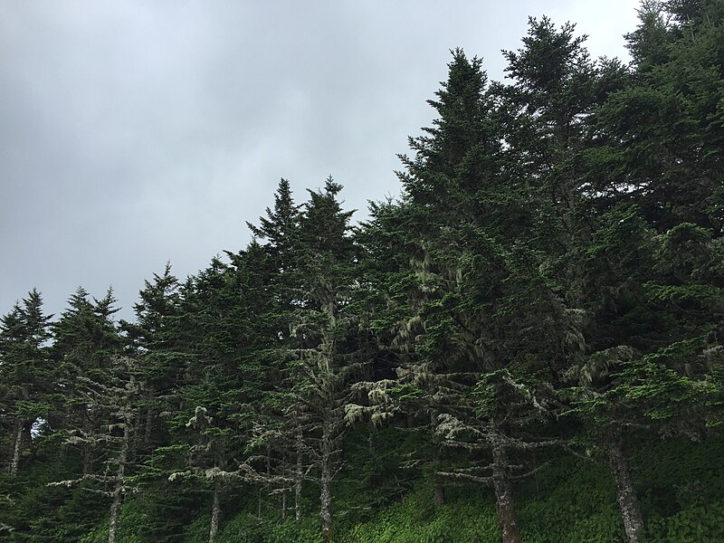 File:2016-07-25 14 21 14 Fraser Fir trees near the summit of Mount Mitchell in Mount Mitchell State Park, North Carolina.jpg