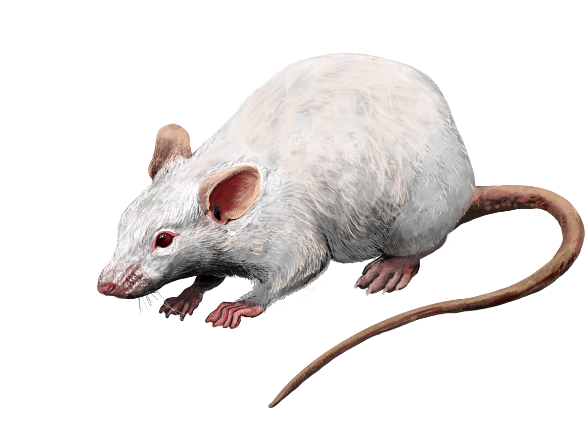 File:201707 mouse 3D black.svg - Wikimedia Commons