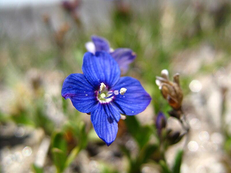 File:3905 - Gornergrat - Flower.JPG