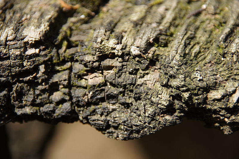 File:8562 Budynek bramny pałacu Krobielowice. Foto Barbara Maliszewska.JPG