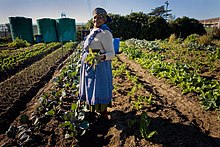 Growing vegetables in South Africa AUSAID SOUTH AFRICA (10672860713).jpg