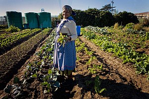 Vegetable: Etymology, Terminology, History