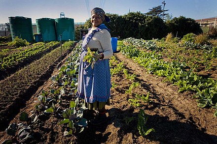 Growing vegetables in South Africa