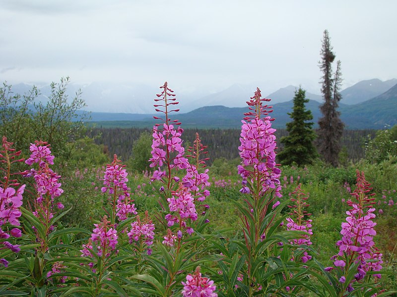 File:A View Behind the Fireweed (7a38b3db-961d-46fa-9b16-8eab374e064d).JPG