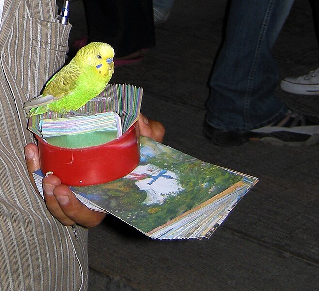 File:A budgerigar in Shiraz.jpg