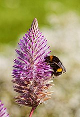 Abeja (Bombus terrestris) en un Ptilotus exaltatus, jardín botánico de Tallin, Estonia, 2012-08-12, DD 01.JPG