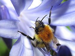 Bombus crotchii - Wikipedia