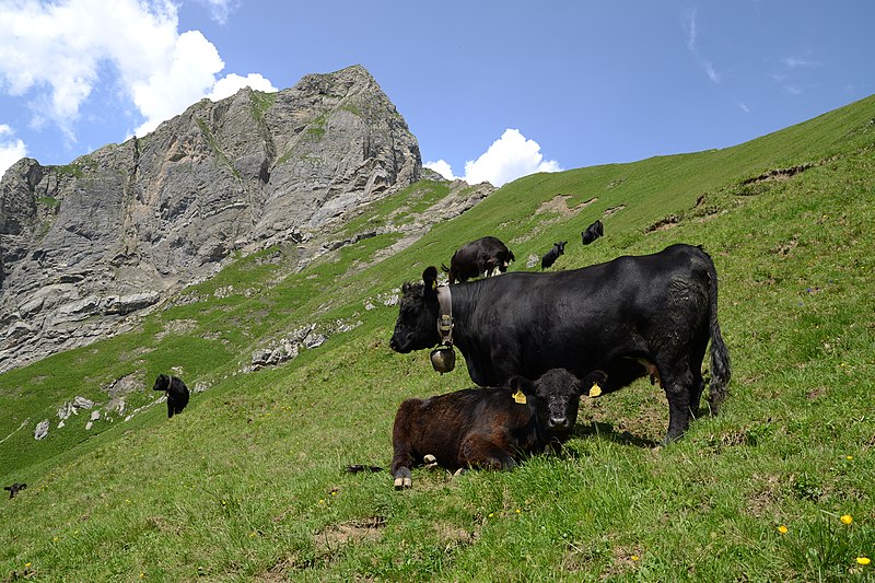 File:Aberdeen Angus im Gadental 3.JPG