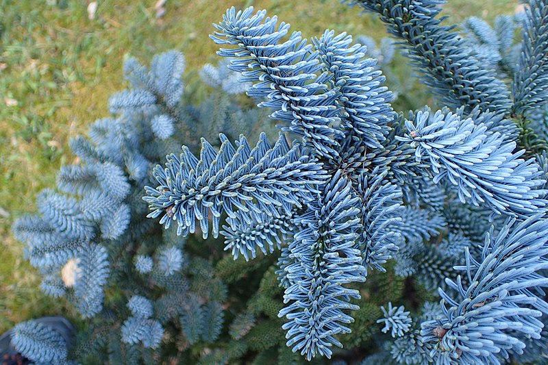 File:Abies procera 'Glauca' kz01.jpg