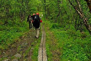 Wegstück im Nationalpark Abisko