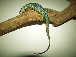 Abronia fuscolabialis