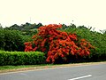 Acacia roja - Flamboyán (Delonix regia) (14092034630).jpg