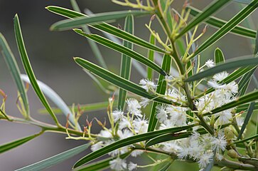 Acacia suaveolens