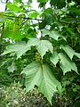 Acer nipponicum 1.JPG