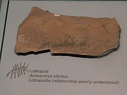 Acinocricus fossil.jpg