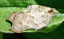 Acleris emargana.jpg