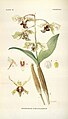Dendrobium atroviolaceum plate 72 in: Addisonia, (1916-1964)