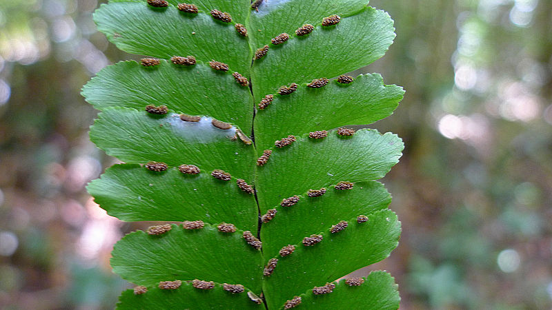 File:Adiantum abscissum Schrad. (15085744538).jpg