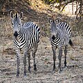 * Nomination Adult (l) and juvenile (r) Zebra (Equus quagga) facing the camera, S. Luangwa Nat'l Park, Zambia --Tagooty 01:29, 29 July 2023 (UTC) * Promotion  Support Good quality -- Johann Jaritz 01:51, 29 July 2023 (UTC)