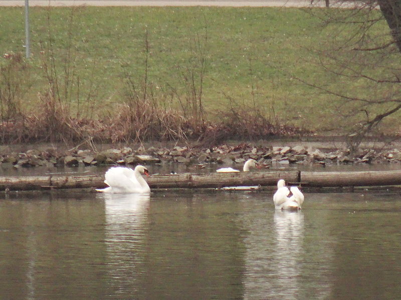 File:Adult became Swan 18 Feb 2015 Carolasee 116964233.jpg