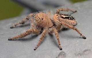 <i>Phidippus texanus</i> Species of spider