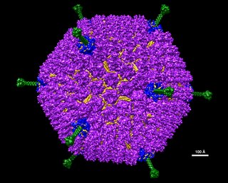 <i>Adenoviridae</i> Family of viruses