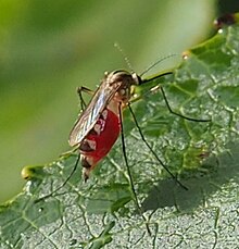 A. trivittatus Aedes trivittatus.jpg
