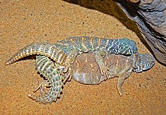 Mating pair Agamidae - Uromastyx ornata (mating).JPG