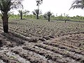 Agriculture in inland valleys in Togo - panoramio (49).jpg
