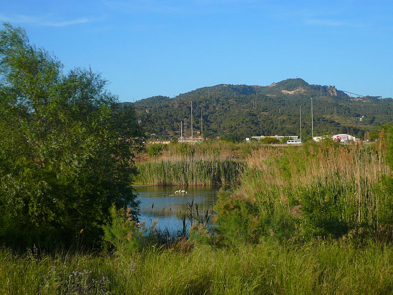 File:Aiguamolls de Molins de Rei P1500913.jpg