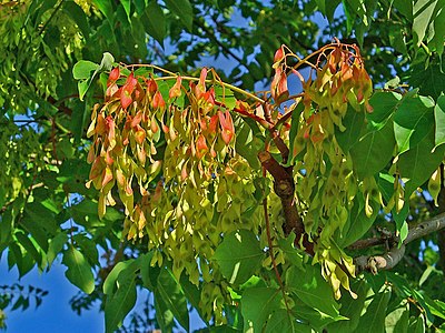 Ailanthus altissima Infrutescence