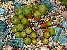 Aizoaceae - Conophytum jucundum.JPG