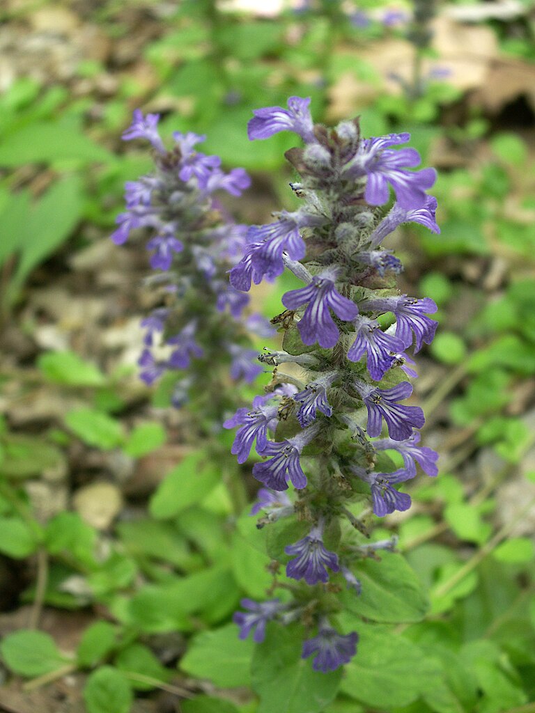 Ajuga reptans