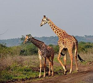 Nord-Giraffen im Akagera-Nationalpark