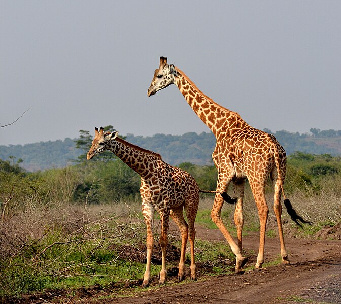 File:Akagera National Park - askmeaks.jpg