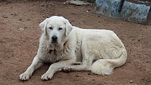 a large white dog sitting