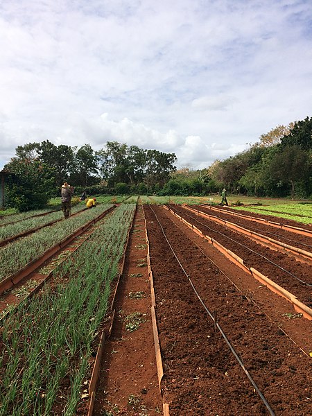 File:Alamar Organic Farm beds.jpg