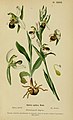 Ophrys apifera plate 33 in: Henry Correvon: Album des orchidées de l'Europe centrale et septentrionale Genève (1899)