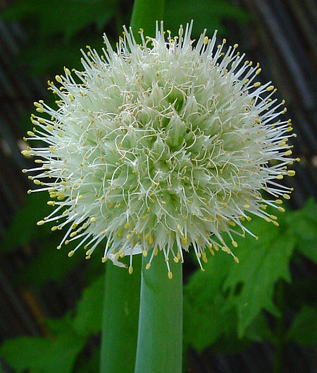 Tập_tin:Allium_cepa_B.jpg